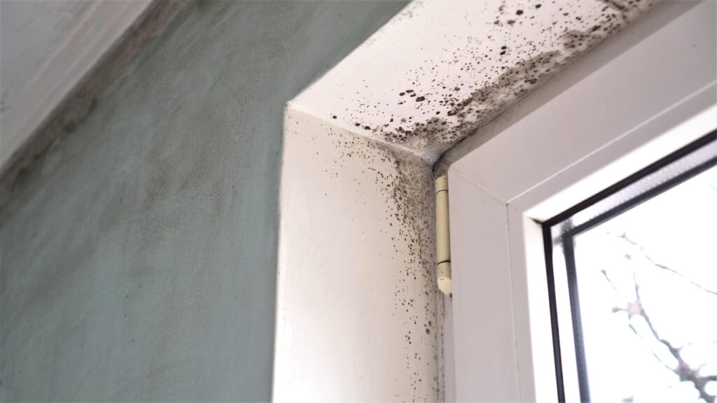Remediation 101: Everything You Need to Know About Mould Removal