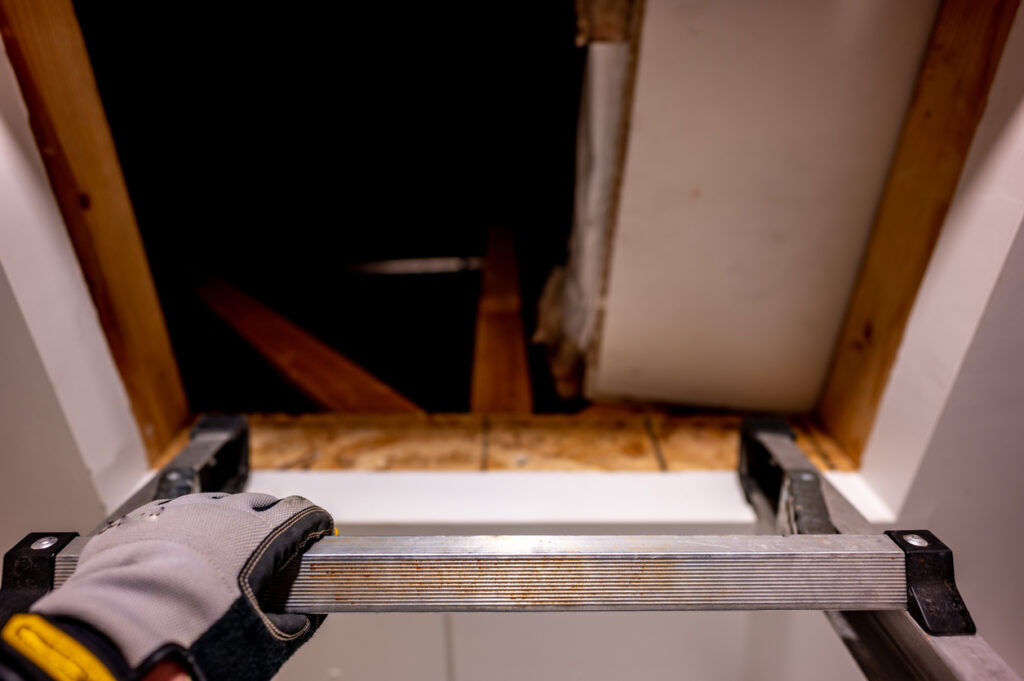 How to Prevent and Remove Attic Mould in Homes and Commercial Buildings